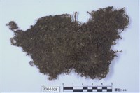 藏品(四齒異萼蘚)的圖片